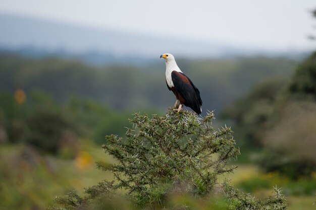 African Fish Eagle