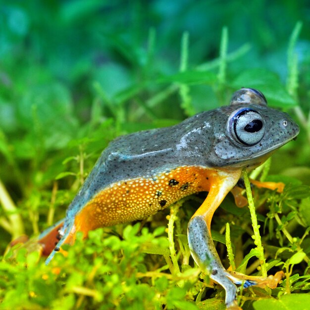 African frog