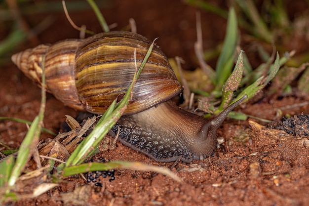 Африканская гигантская улитка вида Lissachatina fulica