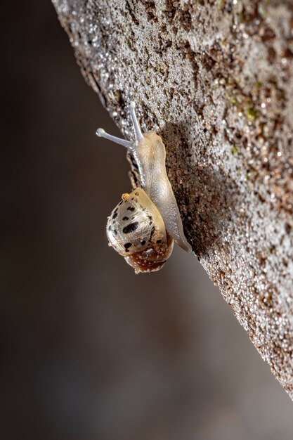 Африканская гигантская улитка вида Lissachatina fulica