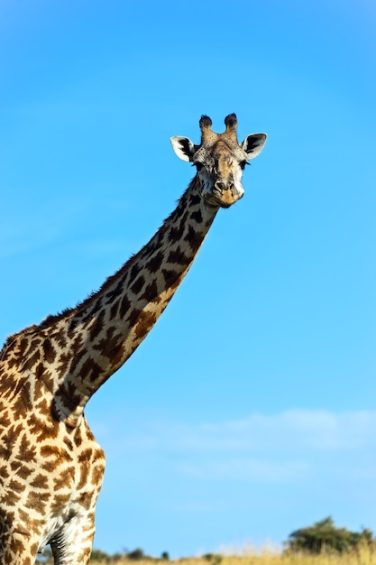 African giraffes in the savannah Masai Mara park