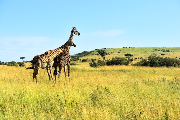 African giraffes in the savannah Masai Mara park