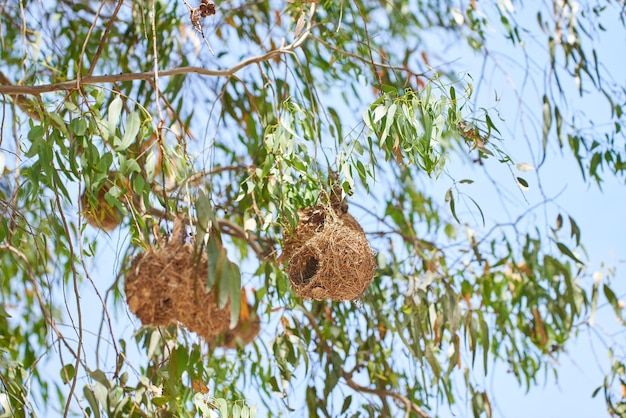 African golden weaver bird nest view in green trees Closeup nature view of empty nests high above in the beautiful outdoors Natural scene with blue sky leaves and plants in the background