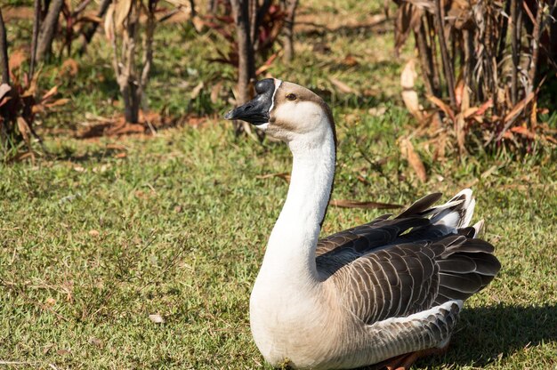 African goose sitting on the grass