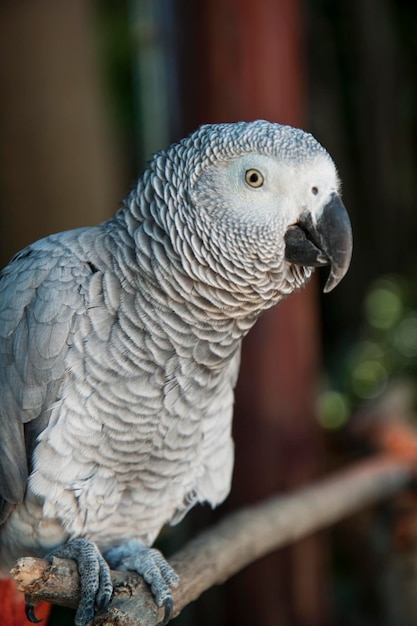 African gray parrot closeup