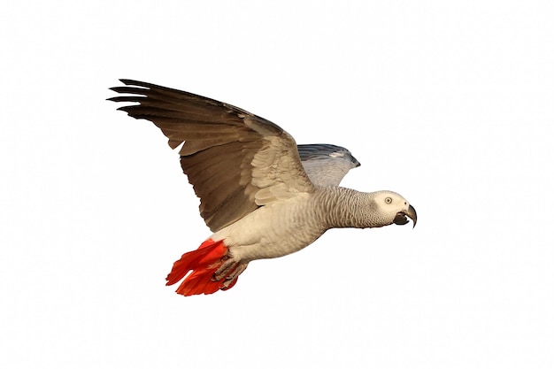 African gray parrot isolated on white background.