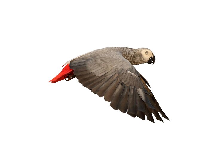 African gray parrot isolated on white background.