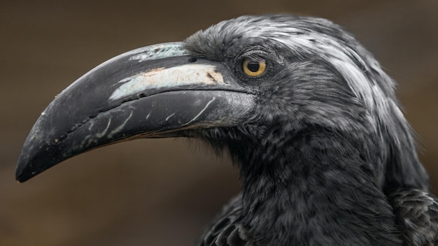 African grey hornbill