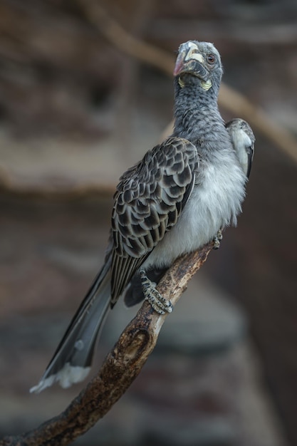 African Grey Hornbill