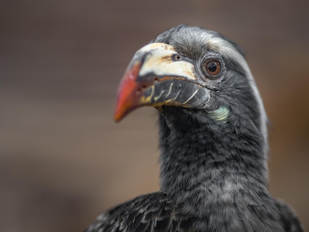 African grey hornbill