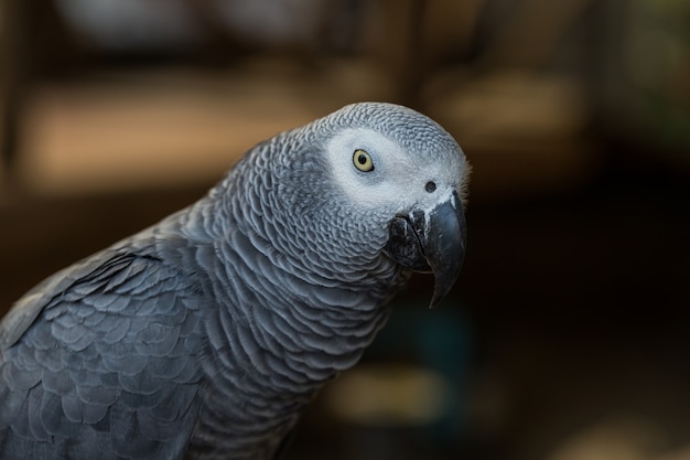 公共の公園で木材に座っているアフリカの灰色のオウム