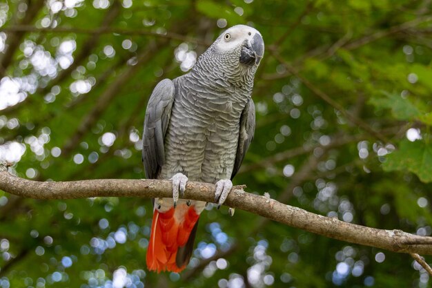 African grey parrot sitting in a tree on a summer day