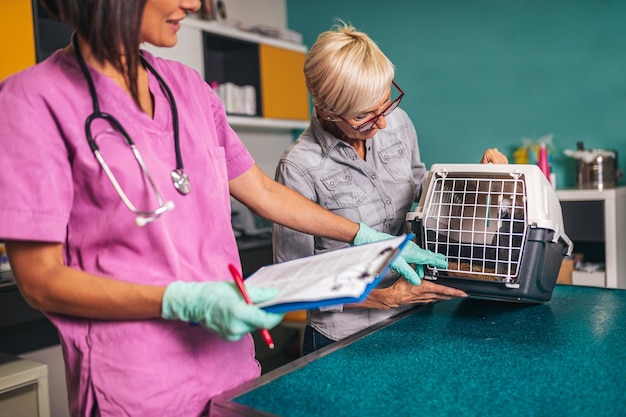 African grey parrot at veterinary.