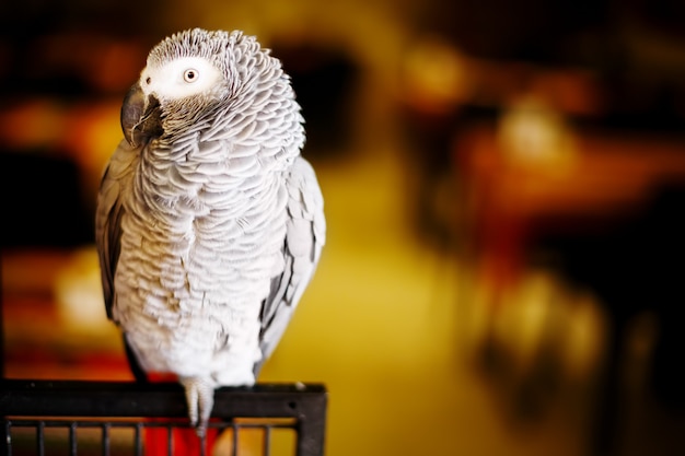 African grey parrot