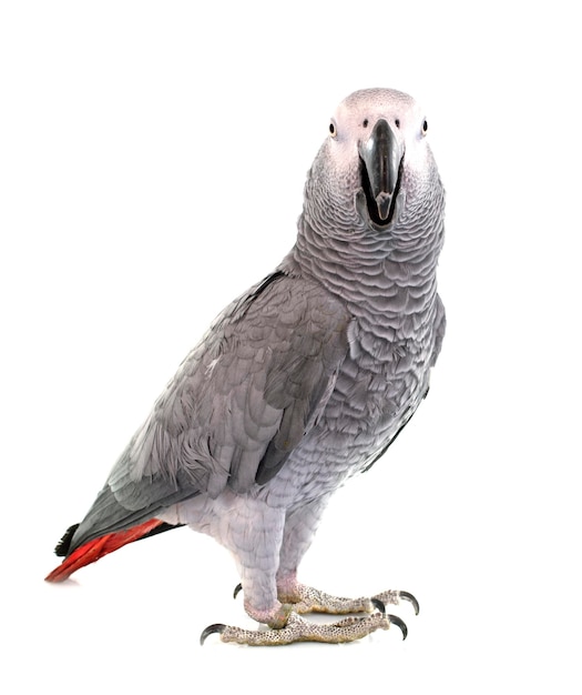 アフリカの灰色のオオカミ