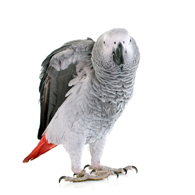 African grey parrot