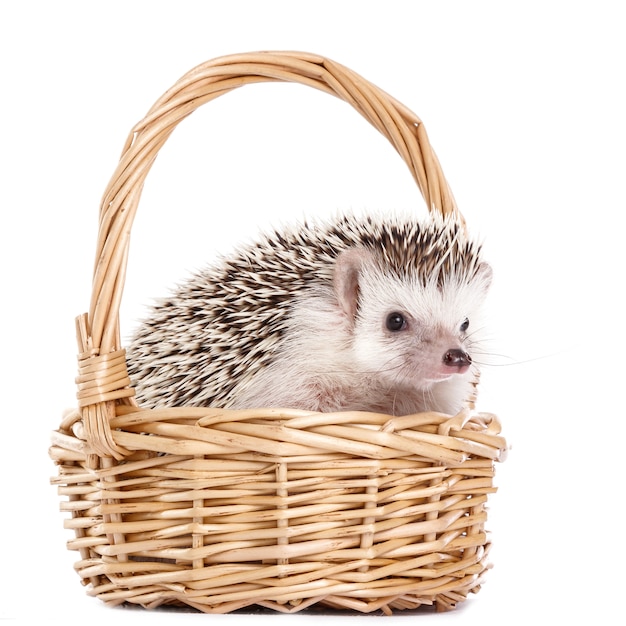 African hedgehog on white in the basket