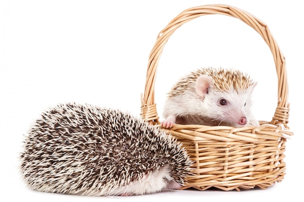 African hedgehog on white in the basket