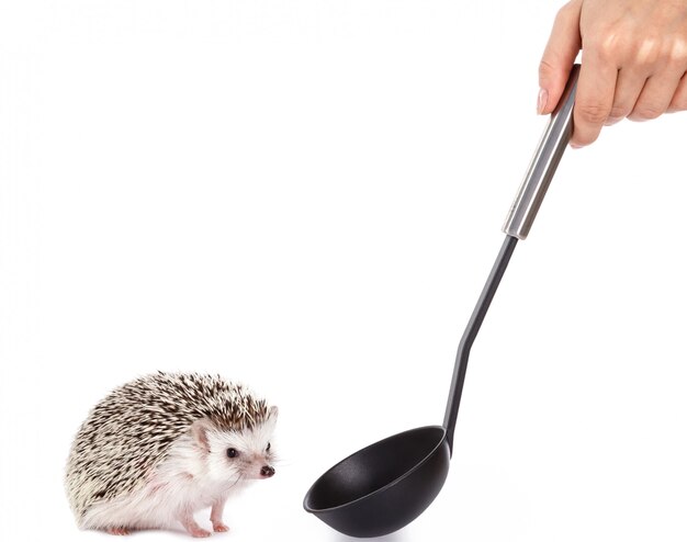 African hedgehog on white and ladle