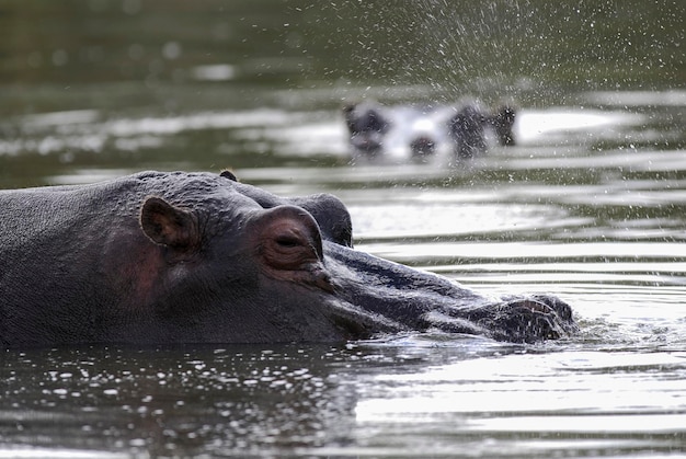 African Hippopotamus South Africa in forest environment