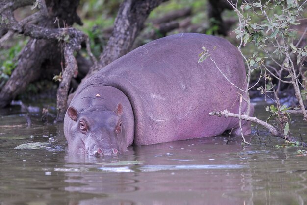 森林環境におけるアフリカのカバ南アフリカ