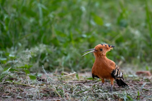 African hoopoe