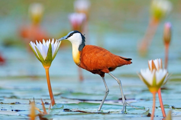 Photo african jacana actophilornis africana colorful african wader with long toes next to violet water