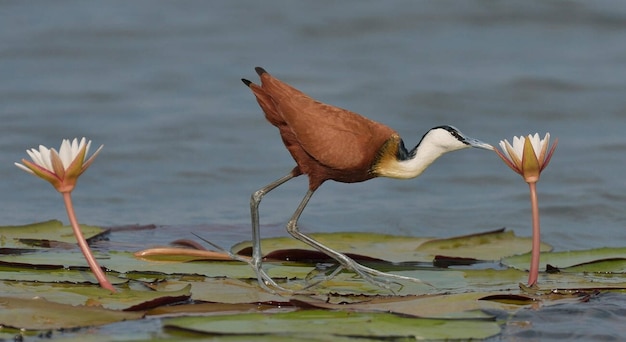 アフリカン・ジャカナ (Actophilornis africana) はボツワナ州チョーベ川の花で昆虫を探しています