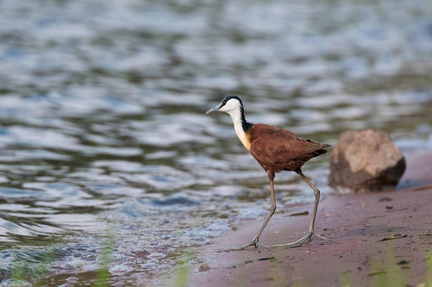 Photo african jacana actophilornis africanus chobe national park botswana africa stock photo