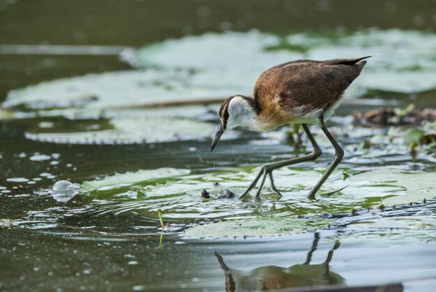 African Jacana Kruger National Park South Africa