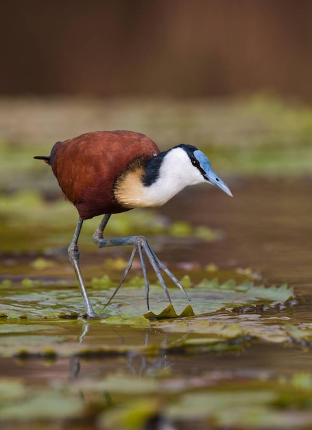 아프리카 자카나 (African Jacana) 는 한 다리를 들고 릴리 (lily) 에 앉아 있다.