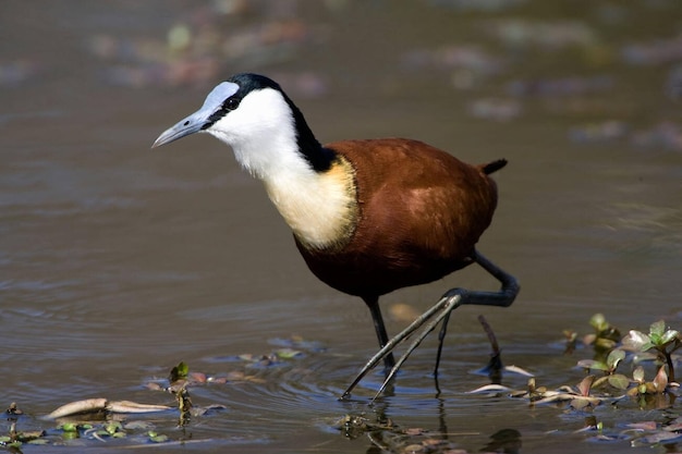 Photo african jacana showing large feet and claw stock photo