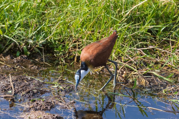 African jacana on the swamp amboseli kenya