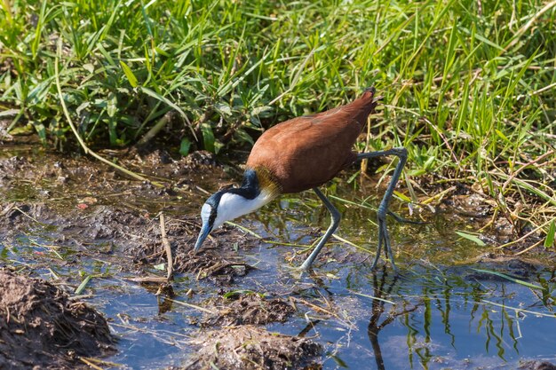 African Jacana Swamp of Amboseli Kenya