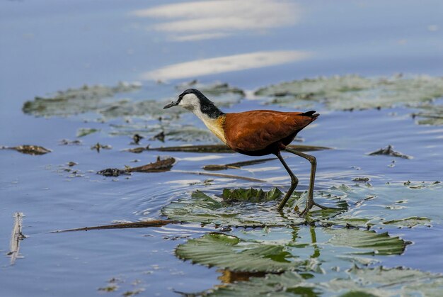 African Jacana walking en water South Africa