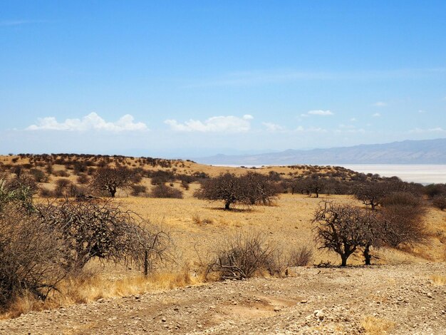Photo african landscape savanna view on volcano africa safari