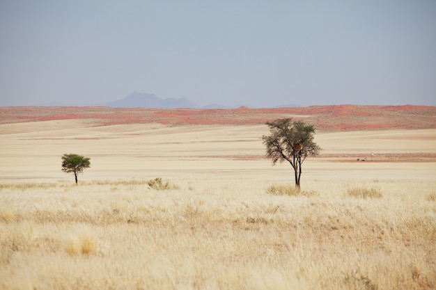 Фото Африканские пейзажи - одно дерево в безлюдной саванне