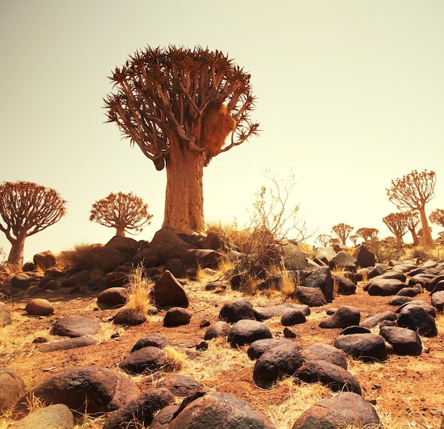 African landscapes