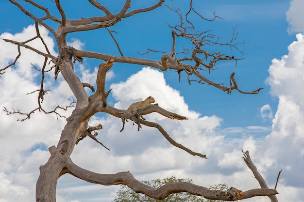 African leopard resting in a tree