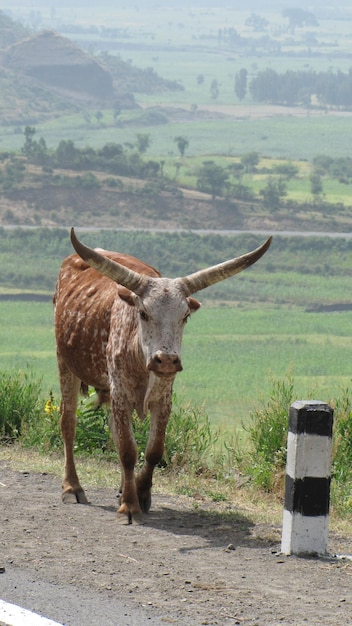 Foto longhorn africano che cammina lungo la strada