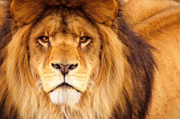 African male lion headshot looking into camera