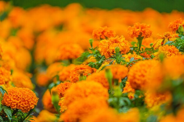 African marigold senjugiku shooting location hokkaido