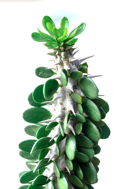 Foto albero del latte africano. (euphorbia trigona) conosciuto anche come cactus cattedrale, euforbia abissina, chaparall alto.