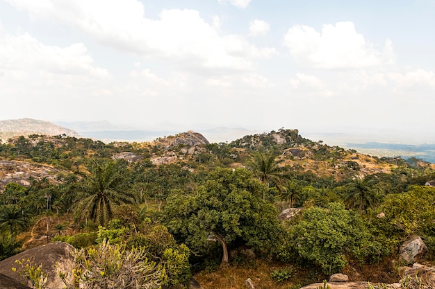 Африканский природный пейзаж с деревьями и небом