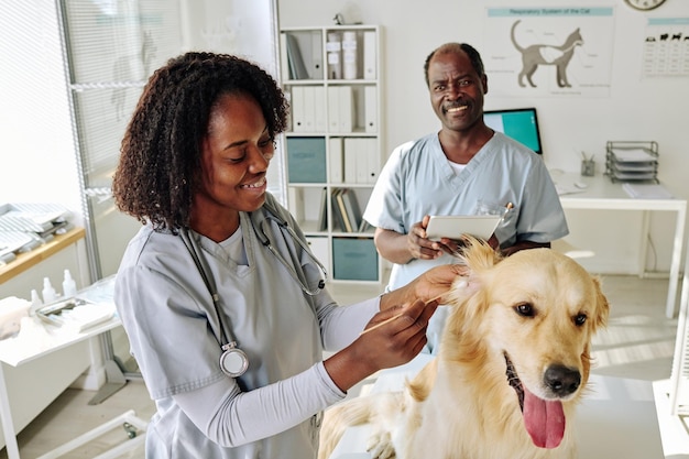 Infermiera africana che esamina il cane da riporto mentre il medico veterinario utilizza la tavoletta digitale e parla con lei