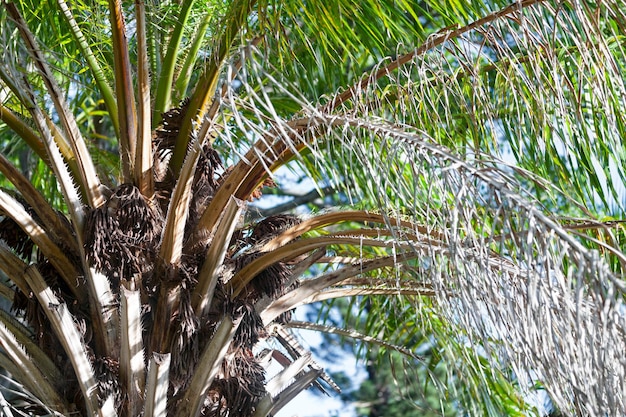 African oil palm tree