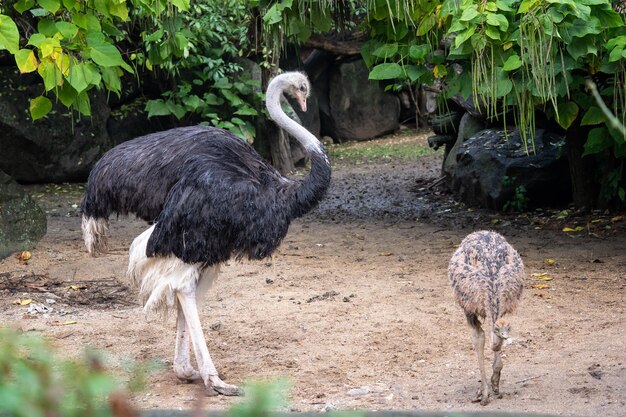 アフリカのダチョウまたは一般的なダチョウStruthiocamelusひよこと一緒の女性のダチョウ