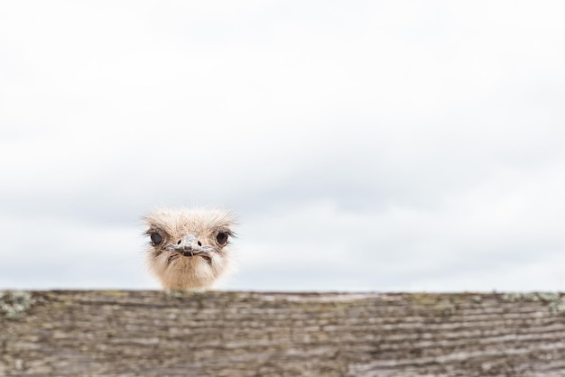 African ostrich A large flightless bird Animal themes