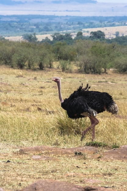 サバンナのアフリカのダチョウ