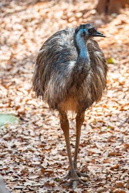 アフリカのダチョウが立って動物園を散歩し、枯れた葉や乾燥した葉が自然に地球に落ちた